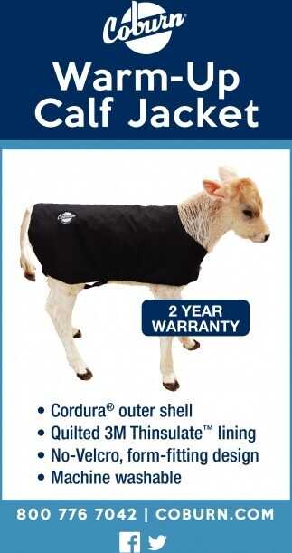 Large Calf Warm-Up Jacket, Holstein size, Black (Pack of 3)