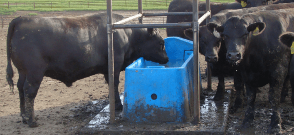 Livestock Nipple for Nursing Cattle Calf Lamb Farm Animal Bucket Tools 