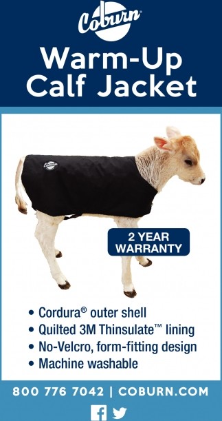 Large Calf Warm-Up Jacket, Holstein size, black - Case of 15