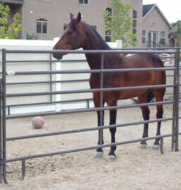 Powder Mountain Horse Panel (Multiple Sizes Available)