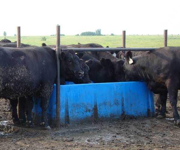 Open Trough Waterer Non Heated