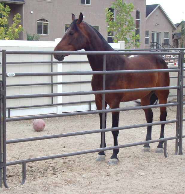 Powder Mountain Horse Panel (Multiple Sizes Available)