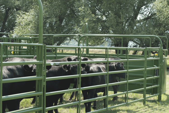 Heavy Duty Super Classic Gate (Multiple Sizes Available)