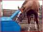 2 Opening Polar Max 20 Gallon Drinker WPM20 for Cattle Horses Wildlife - ON SALE NOW!