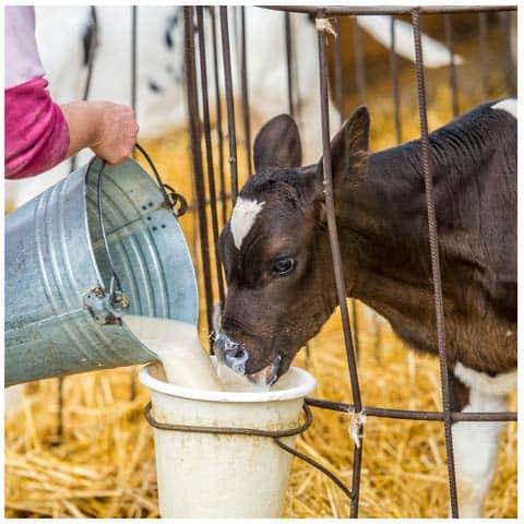feeding and watering livestock equipment